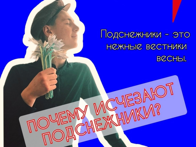 Почему исчезают подснежники?.